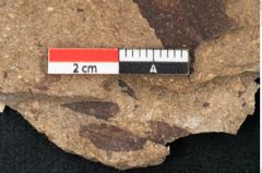 Foto (Detailansicht) von Sequoia hardtii Endl. (NHMW-GEO-2024-0188-8232)